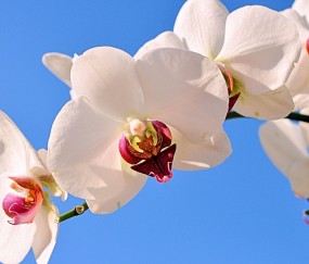 本溪正规捐卵机构有哪些，附私立试管机构捐卵价格表！